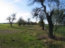 le chemin bordé d'arbres